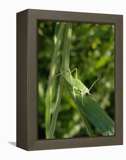 Tettigonia Cantans Grasshopper, Female Young Animal, Nymph, Female-Harald Kroiss-Framed Premier Image Canvas