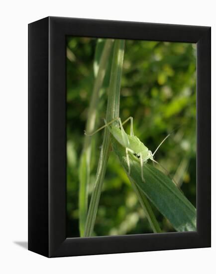 Tettigonia Cantans Grasshopper, Female Young Animal, Nymph, Female-Harald Kroiss-Framed Premier Image Canvas