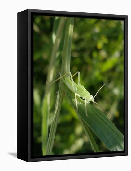 Tettigonia Cantans Grasshopper, Female Young Animal, Nymph, Female-Harald Kroiss-Framed Premier Image Canvas