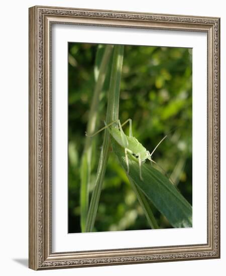 Tettigonia Cantans Grasshopper, Female Young Animal, Nymph, Female-Harald Kroiss-Framed Photographic Print