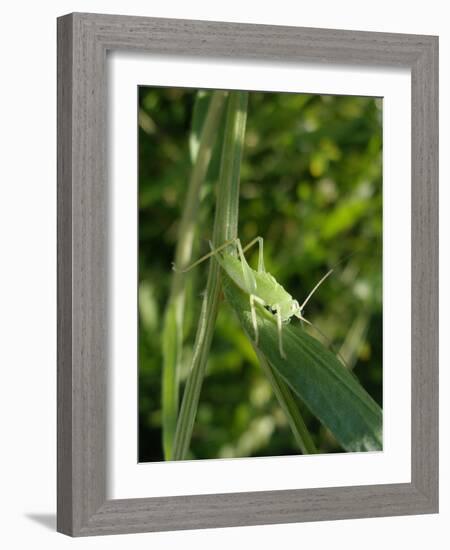 Tettigonia Cantans Grasshopper, Female Young Animal, Nymph, Female-Harald Kroiss-Framed Photographic Print