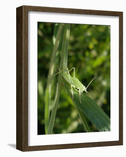 Tettigonia Cantans Grasshopper, Female Young Animal, Nymph, Female-Harald Kroiss-Framed Photographic Print