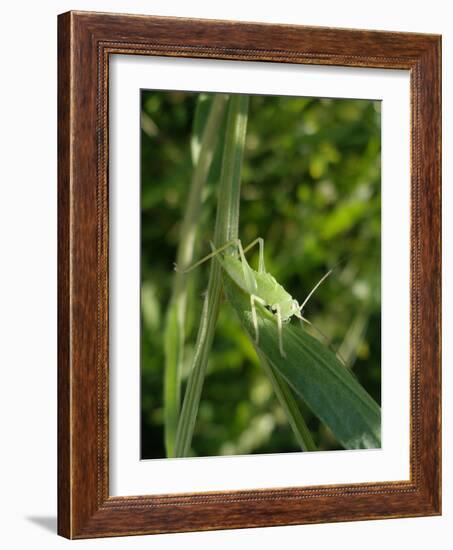 Tettigonia Cantans Grasshopper, Female Young Animal, Nymph, Female-Harald Kroiss-Framed Photographic Print