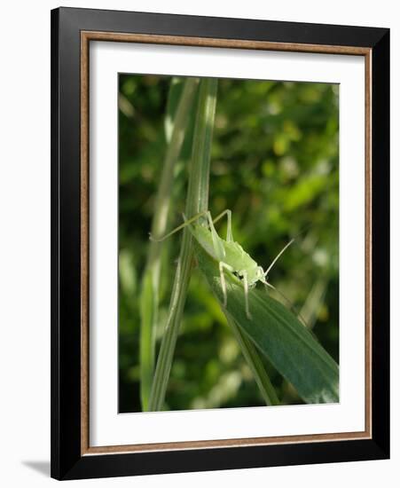 Tettigonia Cantans Grasshopper, Female Young Animal, Nymph, Female-Harald Kroiss-Framed Photographic Print