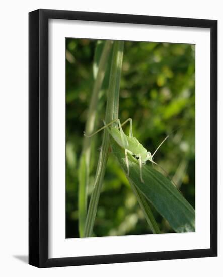 Tettigonia Cantans Grasshopper, Female Young Animal, Nymph, Female-Harald Kroiss-Framed Photographic Print