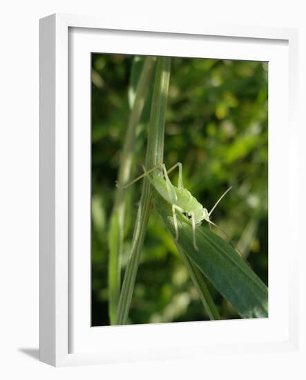 Tettigonia Cantans Grasshopper, Female Young Animal, Nymph, Female-Harald Kroiss-Framed Photographic Print