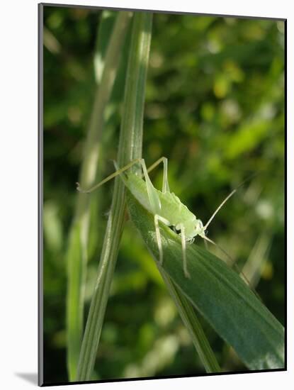 Tettigonia Cantans Grasshopper, Female Young Animal, Nymph, Female-Harald Kroiss-Mounted Photographic Print