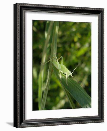 Tettigonia Cantans Grasshopper, Female Young Animal, Nymph, Female-Harald Kroiss-Framed Photographic Print