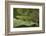 Tettigonia Viridissima (Great Green Bush-Cricket) - Female-Paul Starosta-Framed Photographic Print