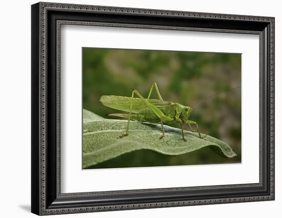 Tettigonia Viridissima (Great Green Bush-Cricket) - Female-Paul Starosta-Framed Photographic Print