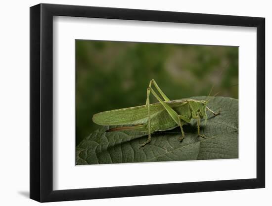 Tettigonia Viridissima (Great Green Bush-Cricket) - Female-Paul Starosta-Framed Photographic Print