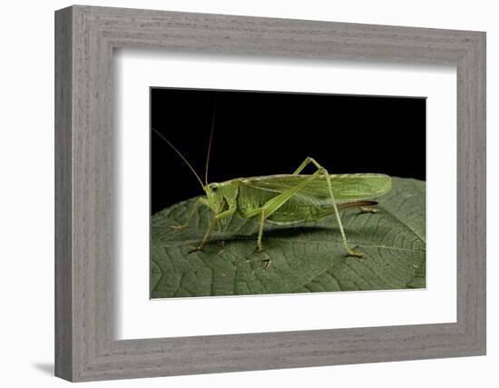 Tettigonia Viridissima (Great Green Bush-Cricket) - Female-Paul Starosta-Framed Photographic Print