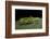 Tettigonia Viridissima (Great Green Bush-Cricket) - Female-Paul Starosta-Framed Photographic Print