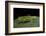 Tettigonia Viridissima (Great Green Bush-Cricket) - Female-Paul Starosta-Framed Photographic Print