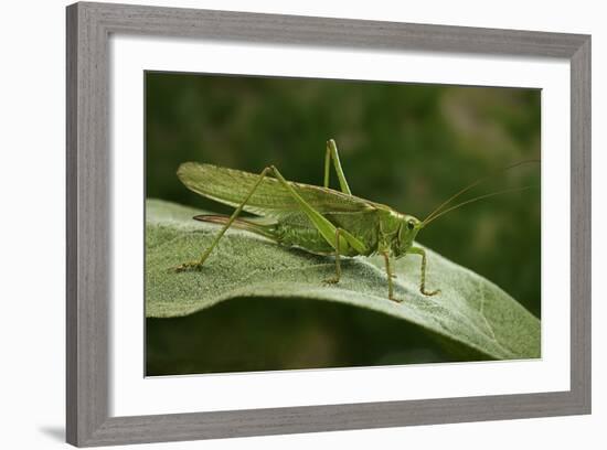 Tettigonia Viridissima (Great Green Bush-Cricket) - Female-Paul Starosta-Framed Photographic Print