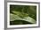 Tettigonia Viridissima (Great Green Bush-Cricket) - Female-Paul Starosta-Framed Photographic Print