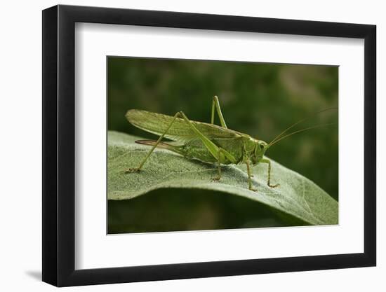 Tettigonia Viridissima (Great Green Bush-Cricket) - Female-Paul Starosta-Framed Photographic Print