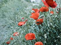 Hot Air Balloon Flying over Red Poppies Field Cappadocia Region, Turkey-Tetyana Kochneva-Framed Premier Image Canvas