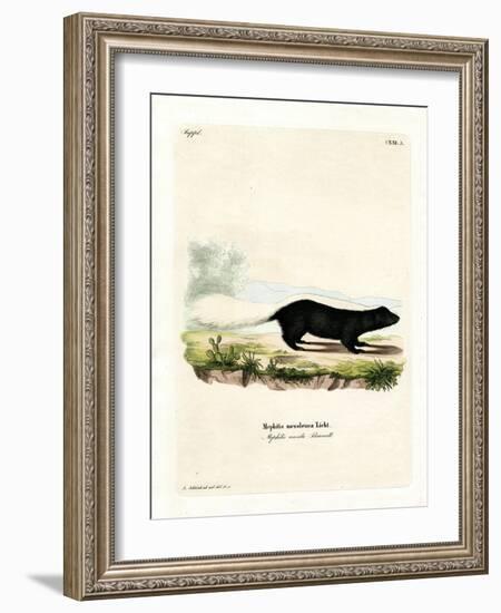 Texan Skunk-null-Framed Giclee Print