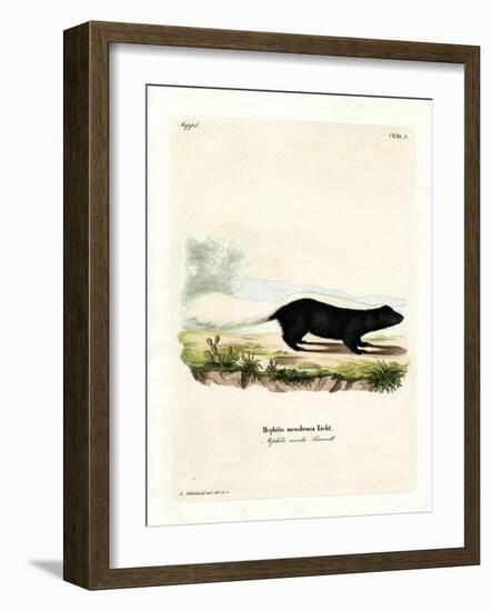 Texan Skunk-null-Framed Giclee Print