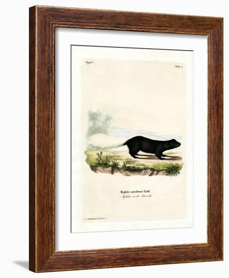 Texan Skunk-null-Framed Giclee Print