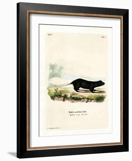 Texan Skunk-null-Framed Giclee Print