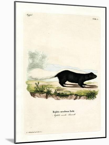 Texan Skunk-null-Mounted Giclee Print