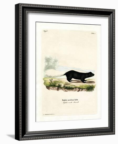 Texan Skunk-null-Framed Giclee Print