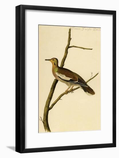 Texan Turtle Dove-John James Audubon-Framed Art Print