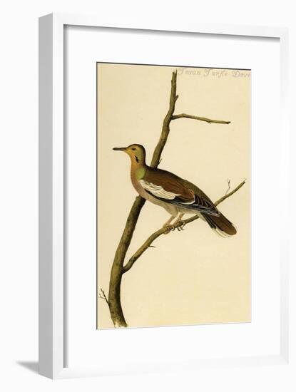 Texan Turtle Dove-John James Audubon-Framed Art Print