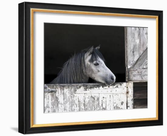 Texas Beauty-Assaf Frank-Framed Giclee Print