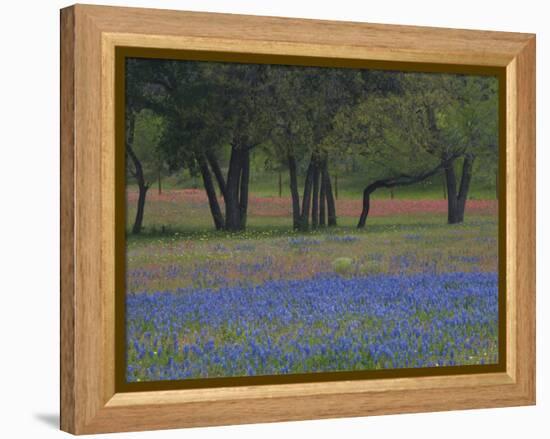 Texas Blue Bonnets and Oak Trees, Nixon, Texas, USA-Darrell Gulin-Framed Premier Image Canvas