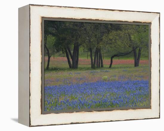 Texas Blue Bonnets and Oak Trees, Nixon, Texas, USA-Darrell Gulin-Framed Premier Image Canvas