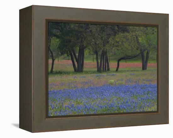 Texas Blue Bonnets and Oak Trees, Nixon, Texas, USA-Darrell Gulin-Framed Premier Image Canvas