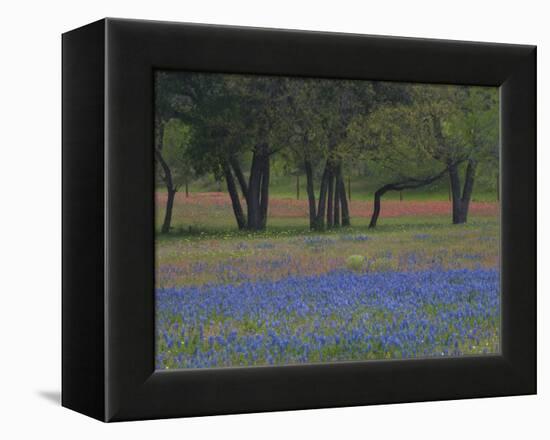 Texas Blue Bonnets and Oak Trees, Nixon, Texas, USA-Darrell Gulin-Framed Premier Image Canvas