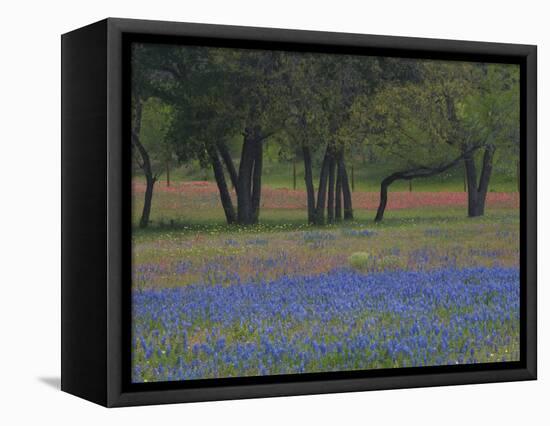 Texas Blue Bonnets and Oak Trees, Nixon, Texas, USA-Darrell Gulin-Framed Premier Image Canvas