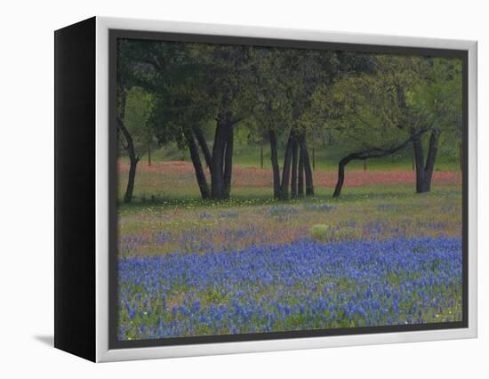 Texas Blue Bonnets and Oak Trees, Nixon, Texas, USA-Darrell Gulin-Framed Premier Image Canvas