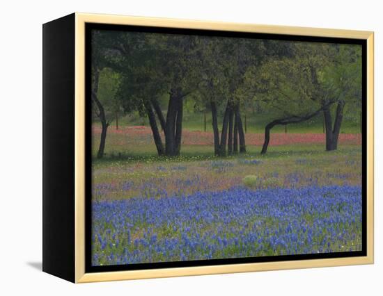 Texas Blue Bonnets and Oak Trees, Nixon, Texas, USA-Darrell Gulin-Framed Premier Image Canvas