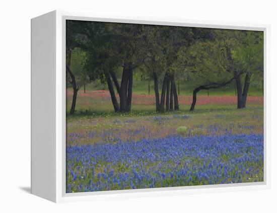 Texas Blue Bonnets and Oak Trees, Nixon, Texas, USA-Darrell Gulin-Framed Premier Image Canvas