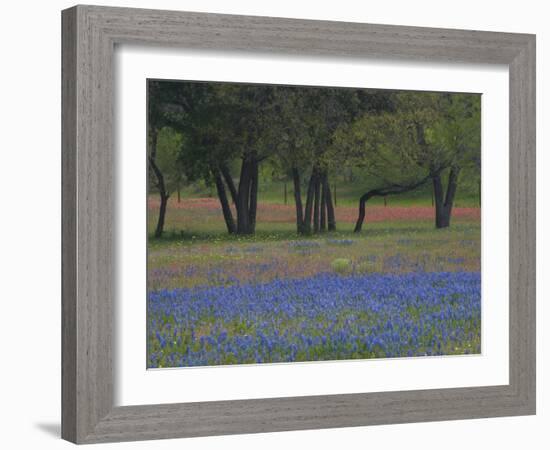 Texas Blue Bonnets and Oak Trees, Nixon, Texas, USA-Darrell Gulin-Framed Photographic Print