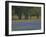 Texas Blue Bonnets and Oak Trees, Nixon, Texas, USA-Darrell Gulin-Framed Photographic Print