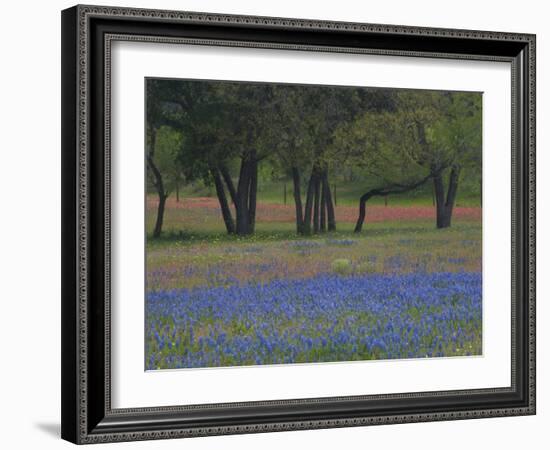 Texas Blue Bonnets and Oak Trees, Nixon, Texas, USA-Darrell Gulin-Framed Photographic Print