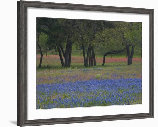 Texas Blue Bonnets and Oak Trees, Nixon, Texas, USA-Darrell Gulin-Framed Photographic Print