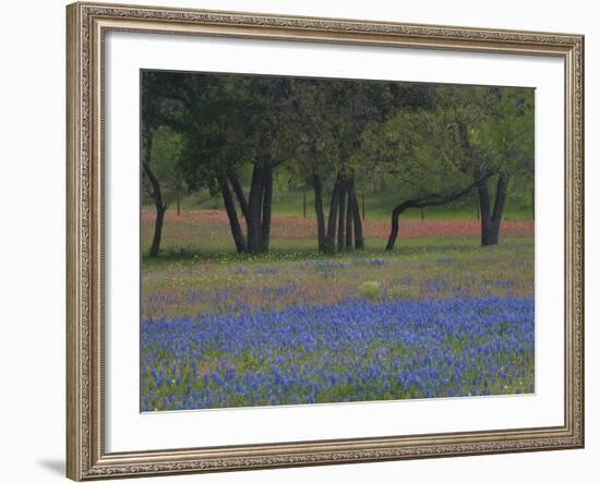 Texas Blue Bonnets and Oak Trees, Nixon, Texas, USA-Darrell Gulin-Framed Photographic Print