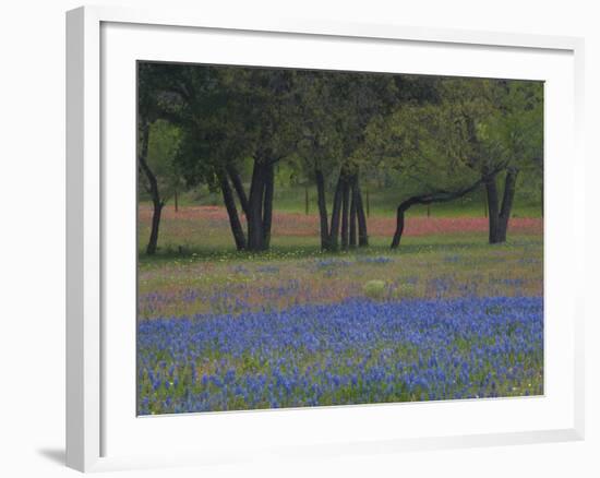 Texas Blue Bonnets and Oak Trees, Nixon, Texas, USA-Darrell Gulin-Framed Photographic Print