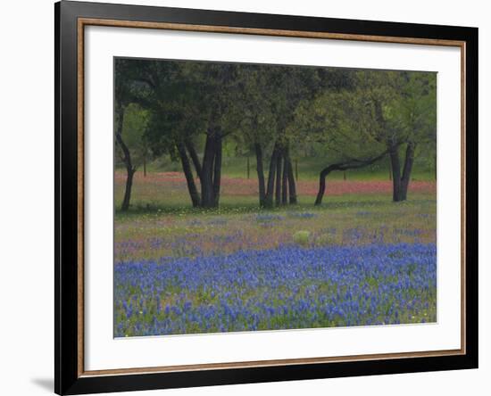 Texas Blue Bonnets and Oak Trees, Nixon, Texas, USA-Darrell Gulin-Framed Photographic Print