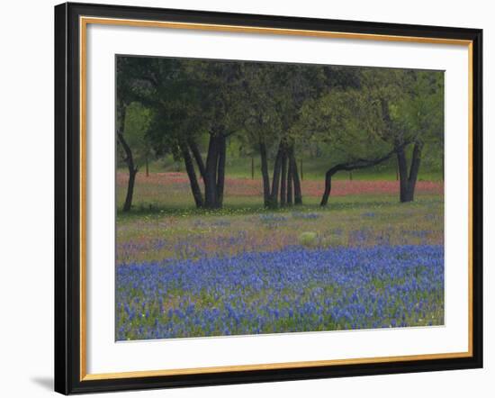 Texas Blue Bonnets and Oak Trees, Nixon, Texas, USA-Darrell Gulin-Framed Photographic Print