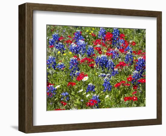 Texas Blue Bonnets and Red Phlox in Industry, Texas, USA-Darrell Gulin-Framed Photographic Print