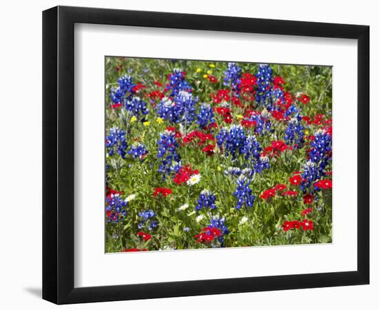 Texas Blue Bonnets and Red Phlox in Industry, Texas, USA-Darrell Gulin-Framed Photographic Print