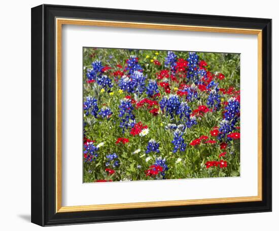 Texas Blue Bonnets and Red Phlox in Industry, Texas, USA-Darrell Gulin-Framed Photographic Print